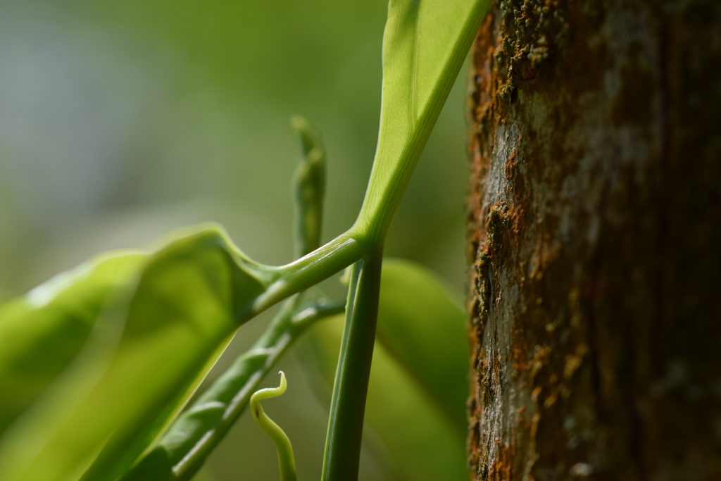 plant and tree